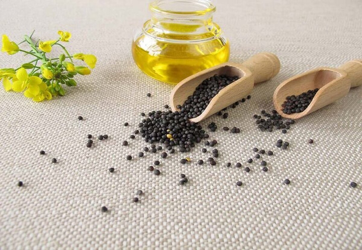 ایران در تولید دانه‌های روغنی ظرفیت خودکفایی دارد
