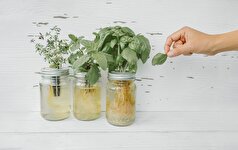 با کاشت سبزیجات در آب همیشه سبزی تازه داشته باشید!