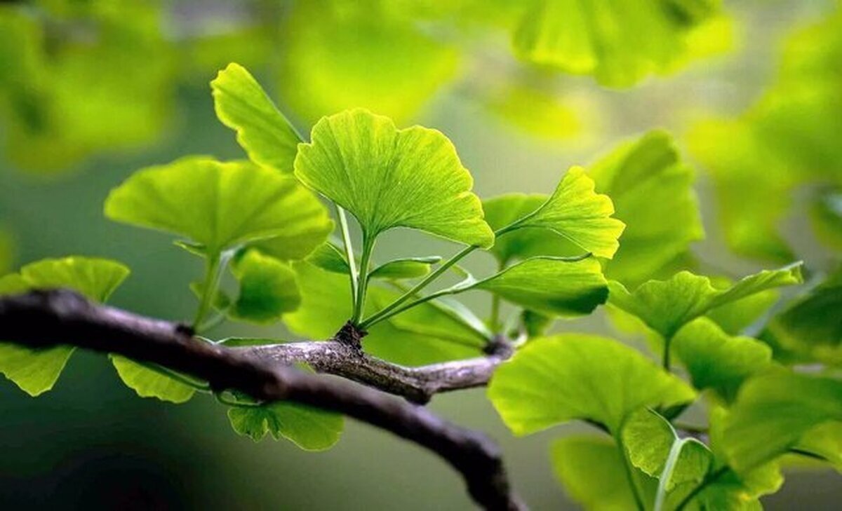 برگ درختی که قاتل لخته خون است!