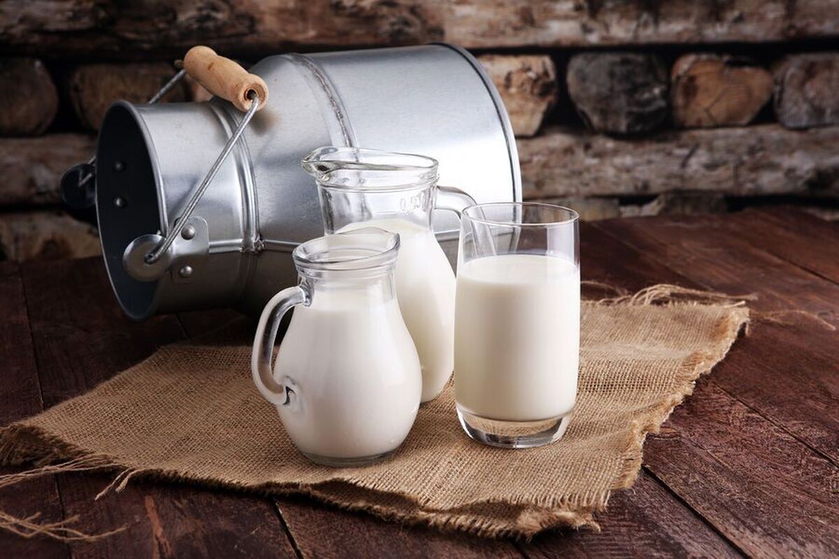 شیر شتر دارای اثرات مفید پنهان است