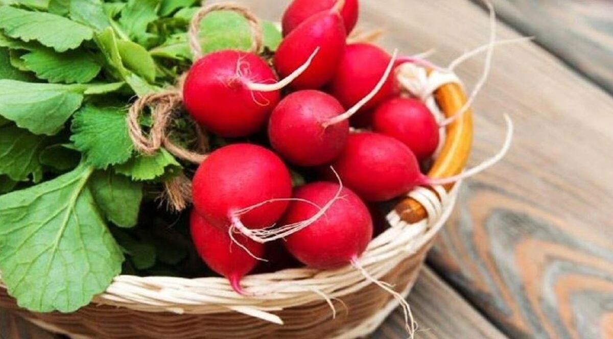 مصرف تربچه برای چه افرادی مضر است؟