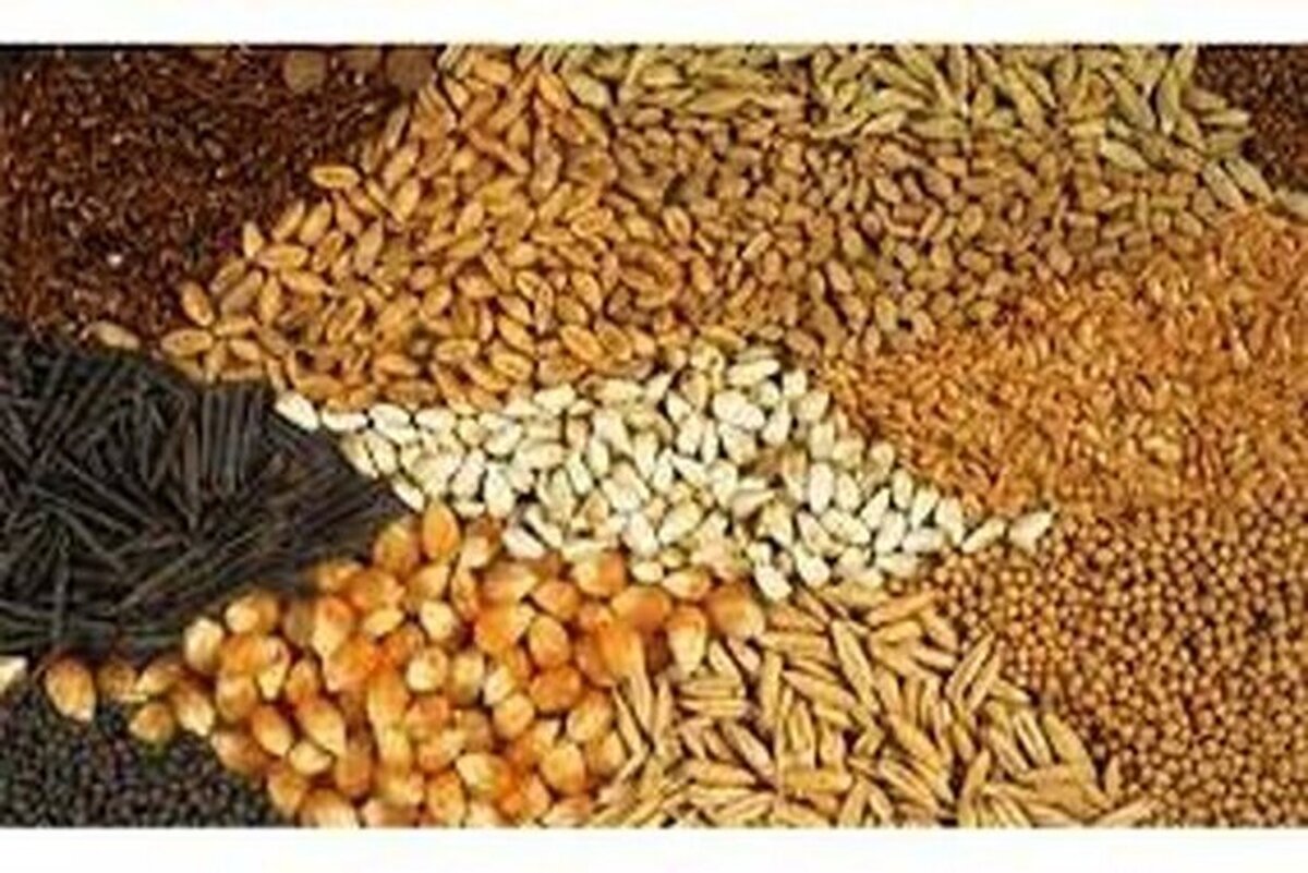 تداوم در ورود و توزیع نهاده‌های دامی در سیستان و بلوچستان