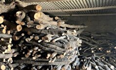 قاچاقچی حرفه‌ای چوب در گلوگاه دستگیر شد