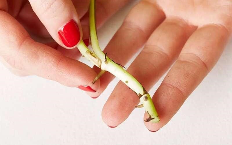 گل یخ، گلی زیبا و مقاوم/راه و روش تکثیر و نگهداری!