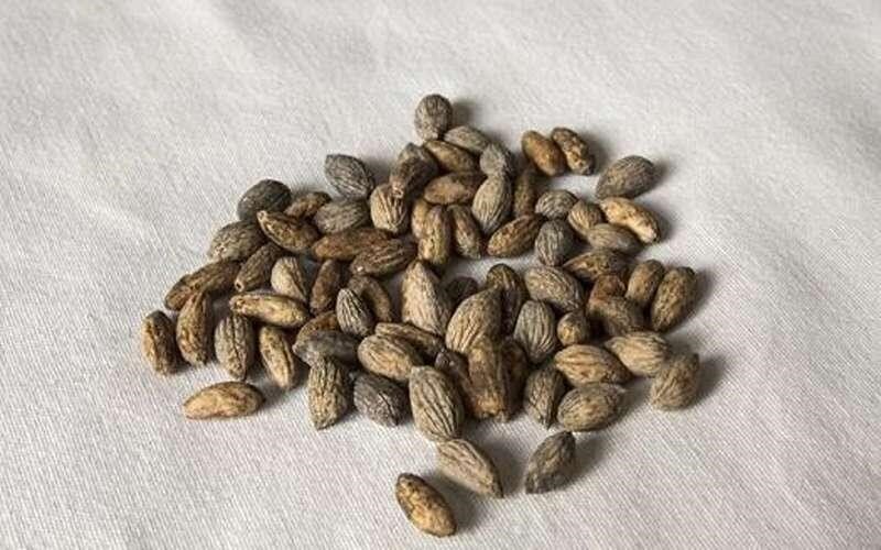 هسته زیتون، گنجی پنهان در دل طبیعت با خواص بیشمار برای سلامت
