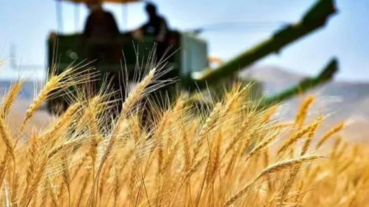 تحویل ۱۲۷ هزار تن گندم در کردستان