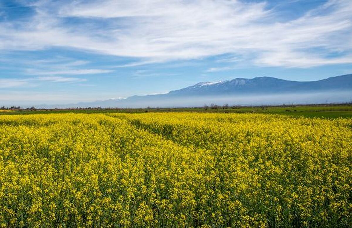 افزایش نرخ کلزا برای رغبت کشاورزان به کشت این محصول