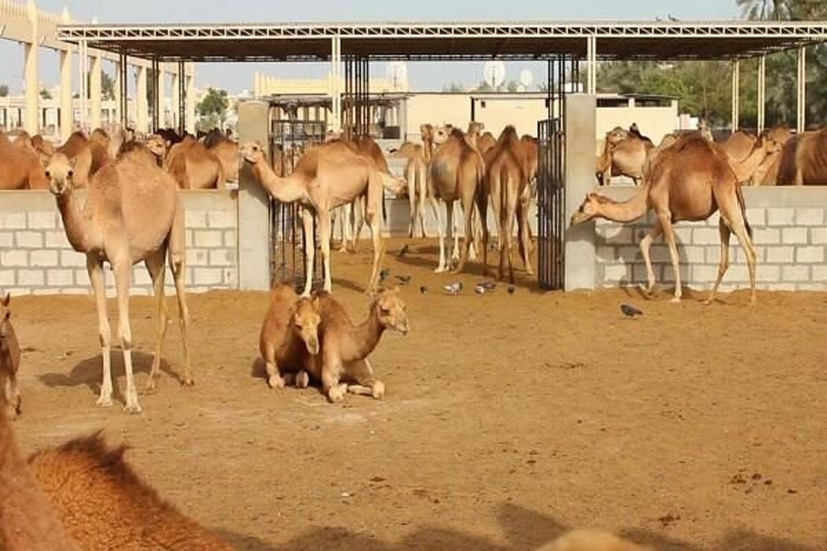 خروج کاروان‌های شتر از تالاب هامون