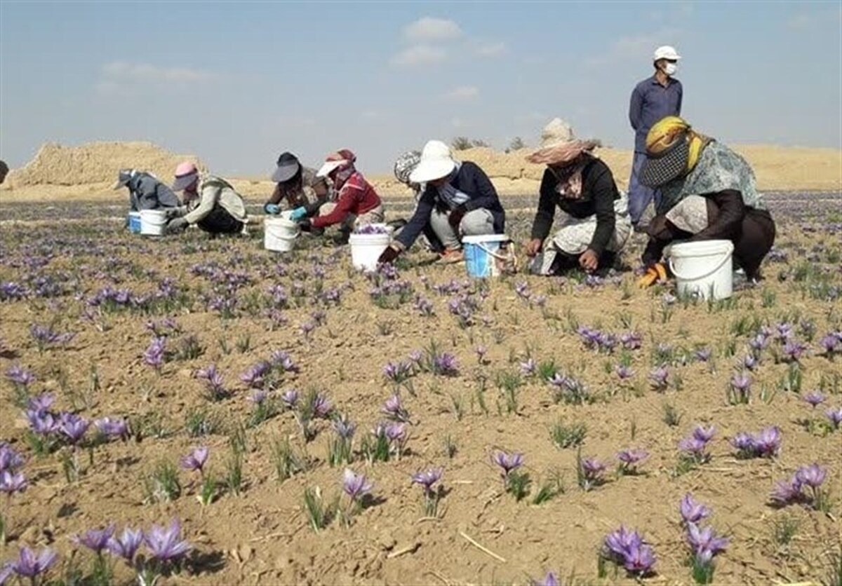 ۲۱۹ کیلوگرم زعفران نگین دادوستد شد