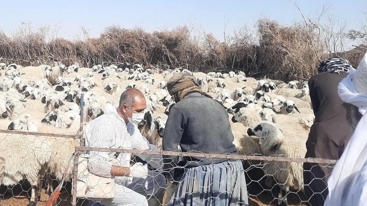 بیش‌از ۸۲ هزار خدمت رایگان جهادی توسط دامپزشکی در شهرستان هامون انجام شد