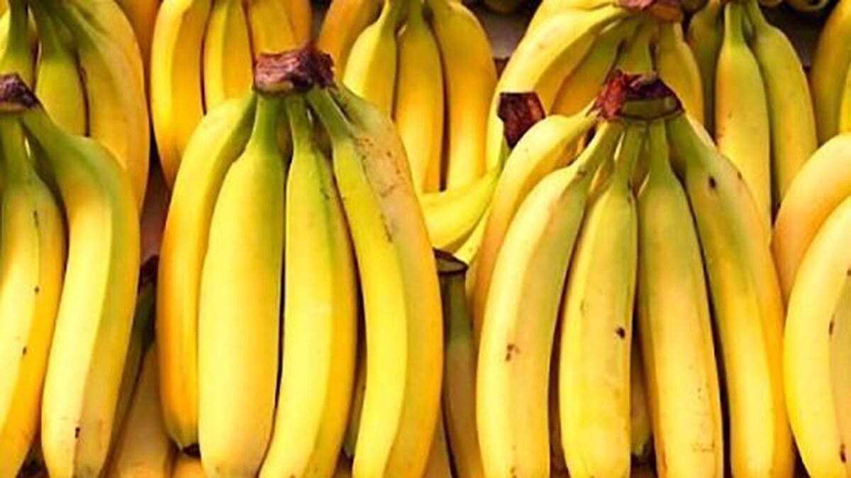 شرایط واردات موز در برابر صادرات برخی اقلام میوه اعلام شد