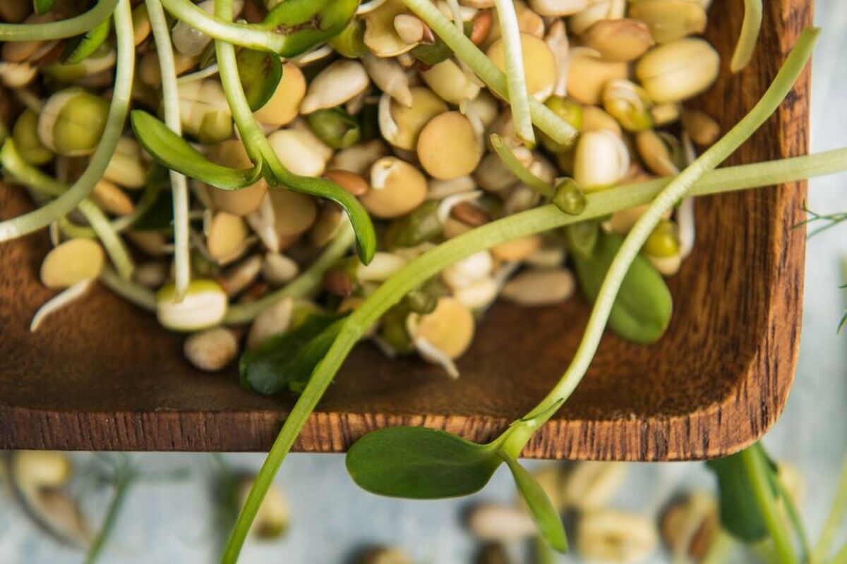 جوانه گندم دارای یک خاصیت مفید منحصر‌به‌فرد است