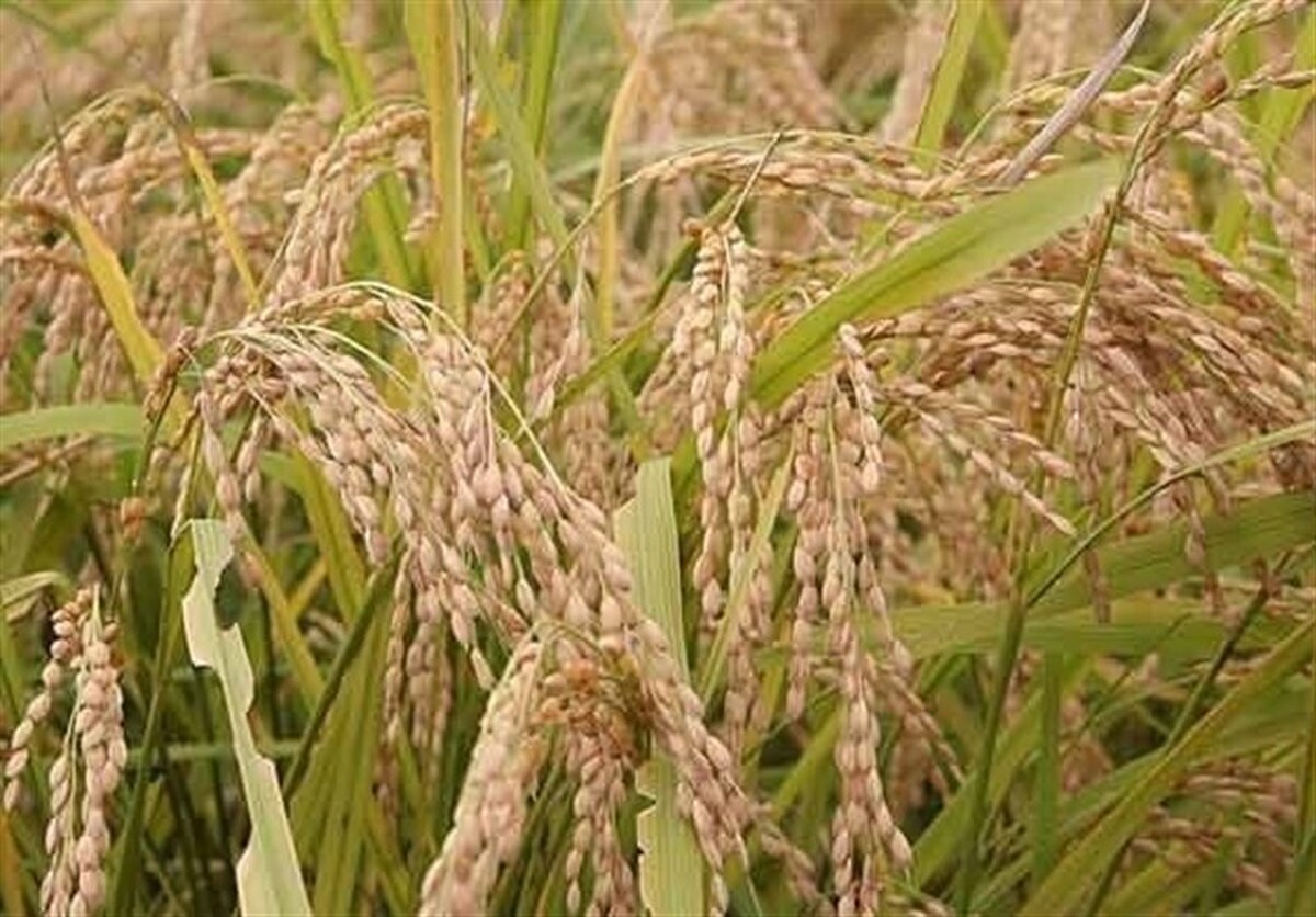 کشت غیرقانونی بیش از ۲هزار هکتار شلتوک در شرایط پرتنش آبی خرمشهر