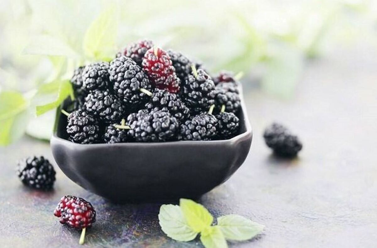 نگاهی به خواص درمانی فوق العاده شاه توت/از پاکسازی کبد تا درمان کم خونی