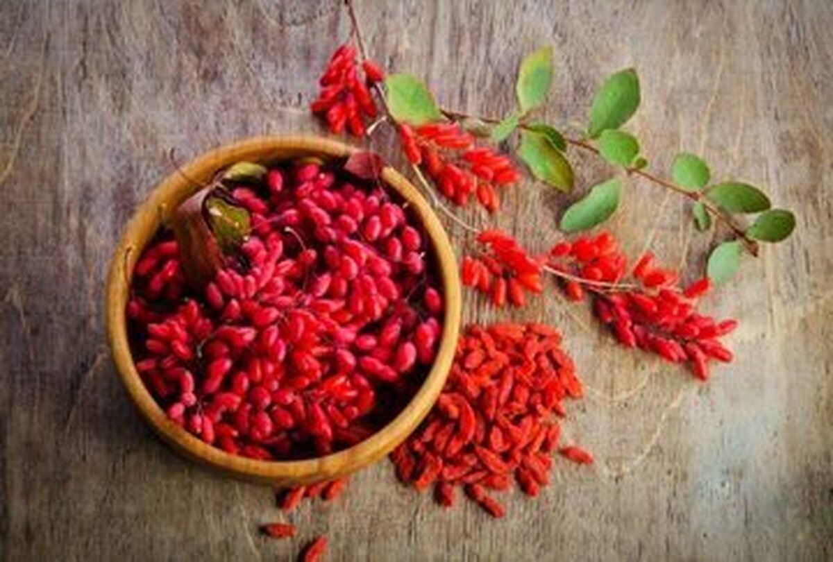زرشک سرشاز از خواص دارویی و درمانی که نمیدانستید!