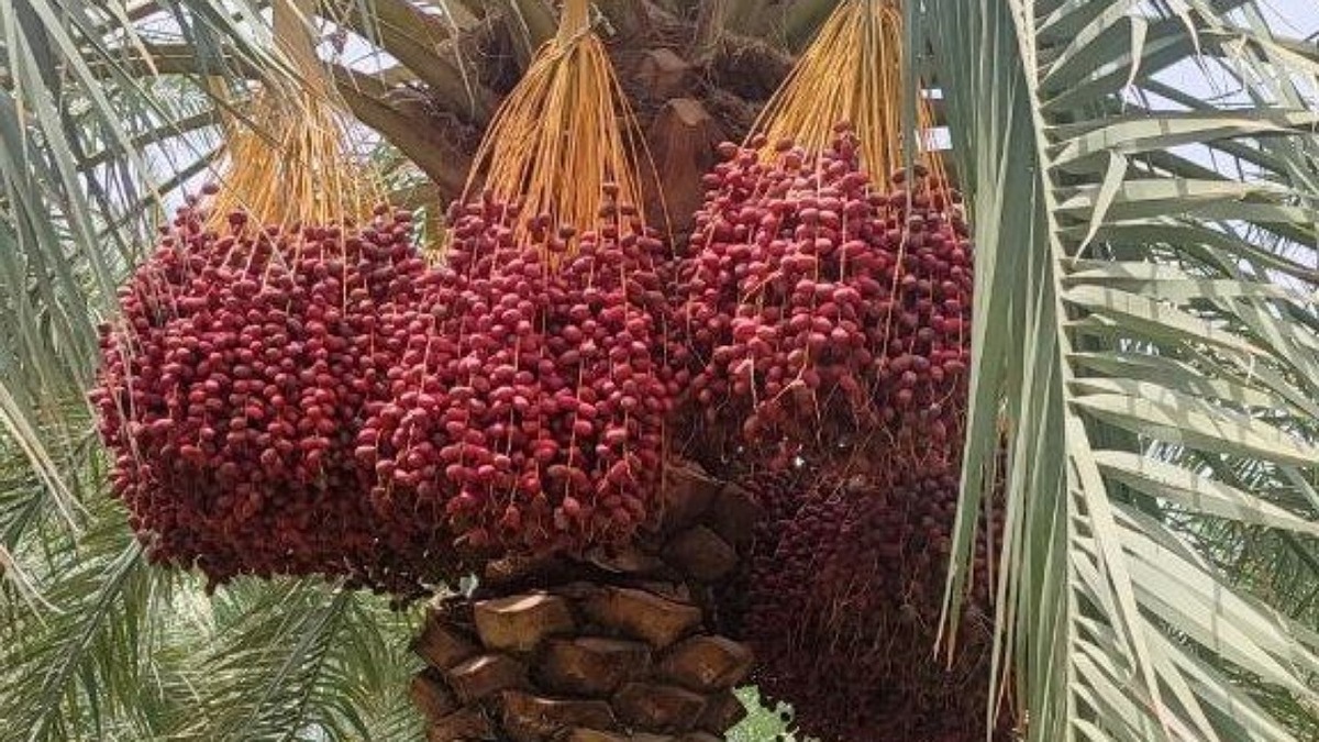 برداشت خرما در سراوان آغاز شد