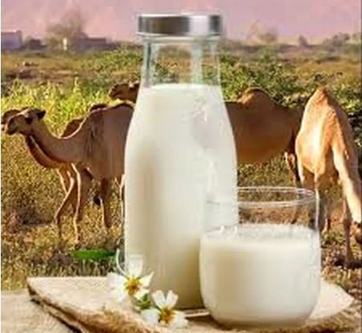 آسم دارید؟ شیر شتر کلید درمان بیماری شماست!