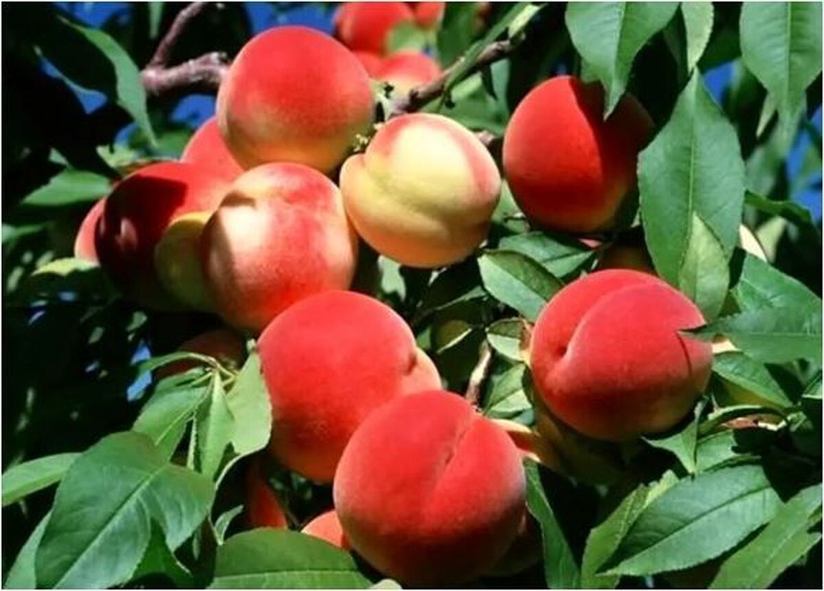 معرفی خواص درمانی و اعجاب انگیز «هلو»