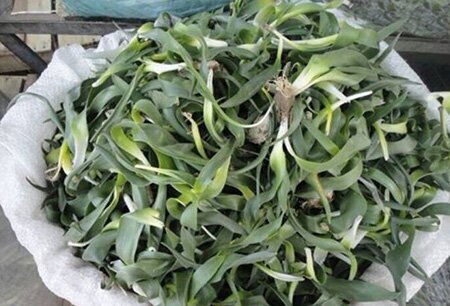 گیلاخه؛ غذای اصیل کردستانی با یک جایگاه ویژه در بین غذاها!