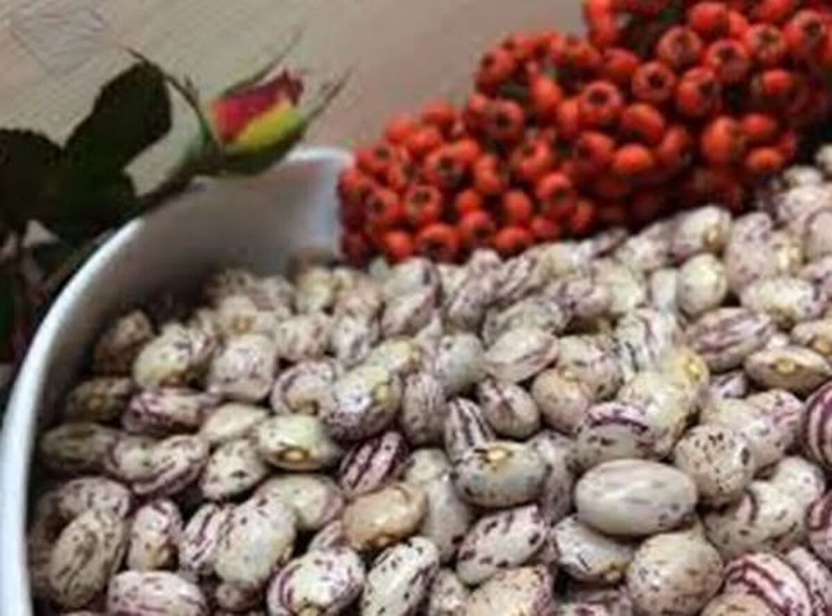 لوبیا چیتی با یک خاصیت باور نکردنی که کسی نمی‌داند!