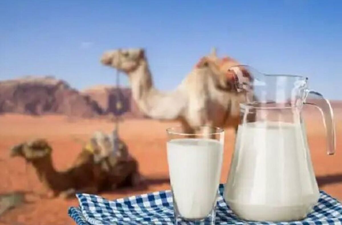 با مصرف شیر شتر این بیماری ریوی را درمان کنید