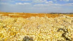 پرداخت مطالبات پیازکاران سیستان و بلوچستان