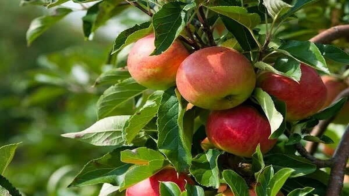 تولید ۲۸۶ تن سیب گلاب در بیضا