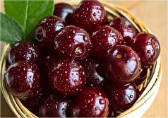 با خوردن گیلاس بدن را پاکسازی کنید.