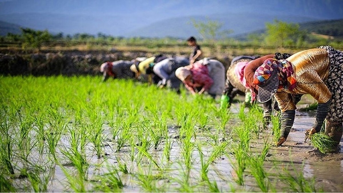 بیمه رایگان زنان سرپرست خانوار در روستاها/ حدود ۹ میلیون نفر فاقد بیمه هستند
