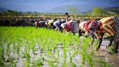 بیمه رایگان زنان سرپرست خانوار در روستاها/ حدود ۹ میلیون نفر فاقد بیمه هستند