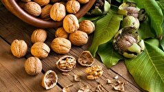 گردو بخورید تا آلزایمر نگیرید!