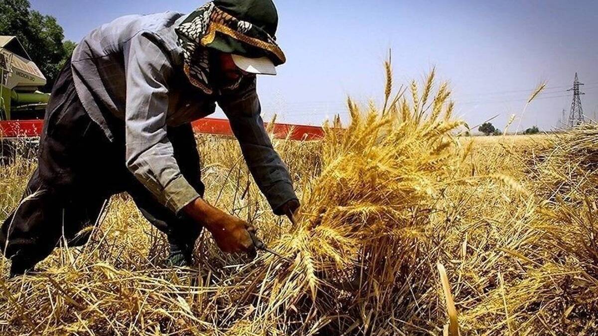 ۸۴ مرکز خرید تضمینی گندم کردستان را برعهده دارد