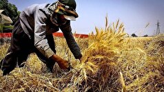 ۸۴ مرکز خرید تضمینی گندم کردستان را برعهده دارد