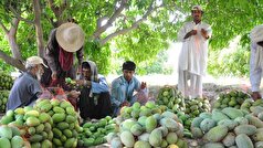 بیش‌از ۱۲ هزار تن انبه در سیستان و بلوچستان برداشت شد
