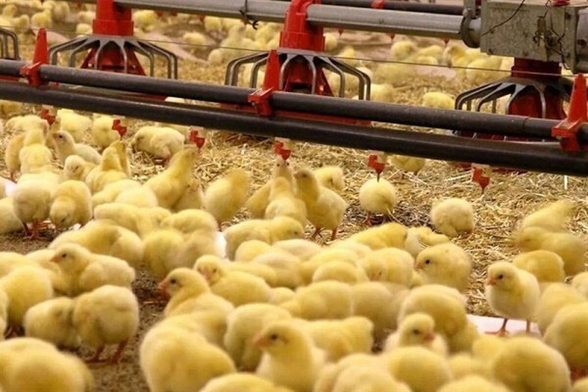 جوجه ریزی ۴۳ میلیون قطعه‌ای در گیلان
