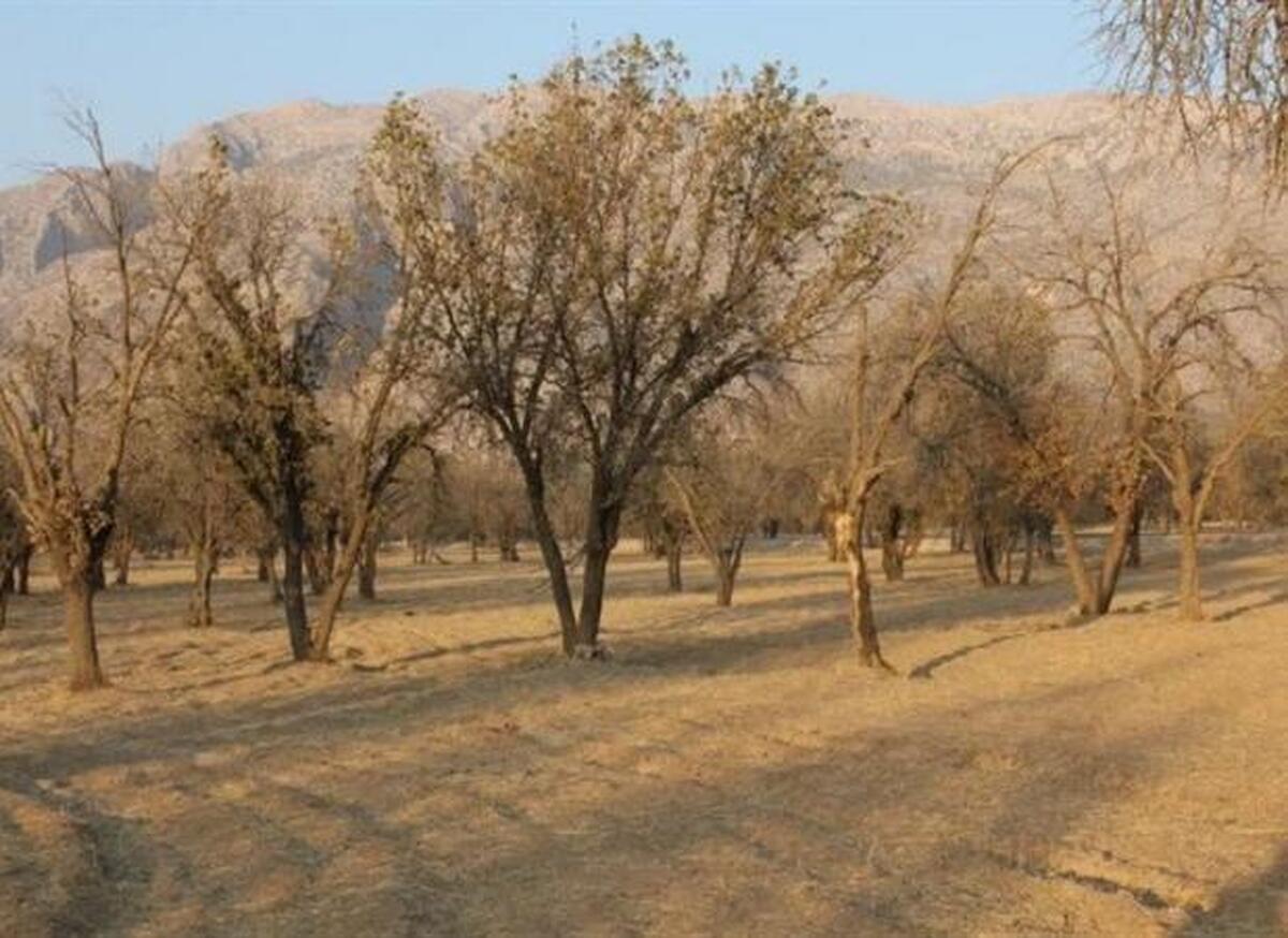 ایران در حال تجربه پیامد‌های مخرب تغییرات اقلیمی!