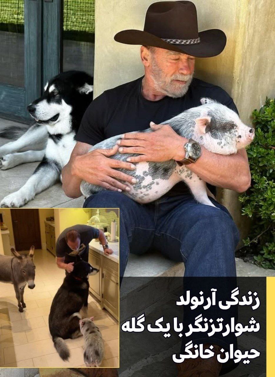 «بحران میانسالی» گریبان آرنولد شوارتزنگر را هم گرفت/آقای بازیگر در بین انبوهی از حیوانات!