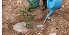 احیای کامل نیل کوه در گالیکش حدود ۵ سال آینده