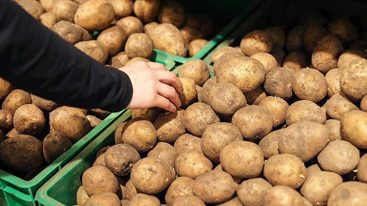 لوکاشنکو خواستار جلوگیری از کمبود سیب زمینی در بلاروس شد