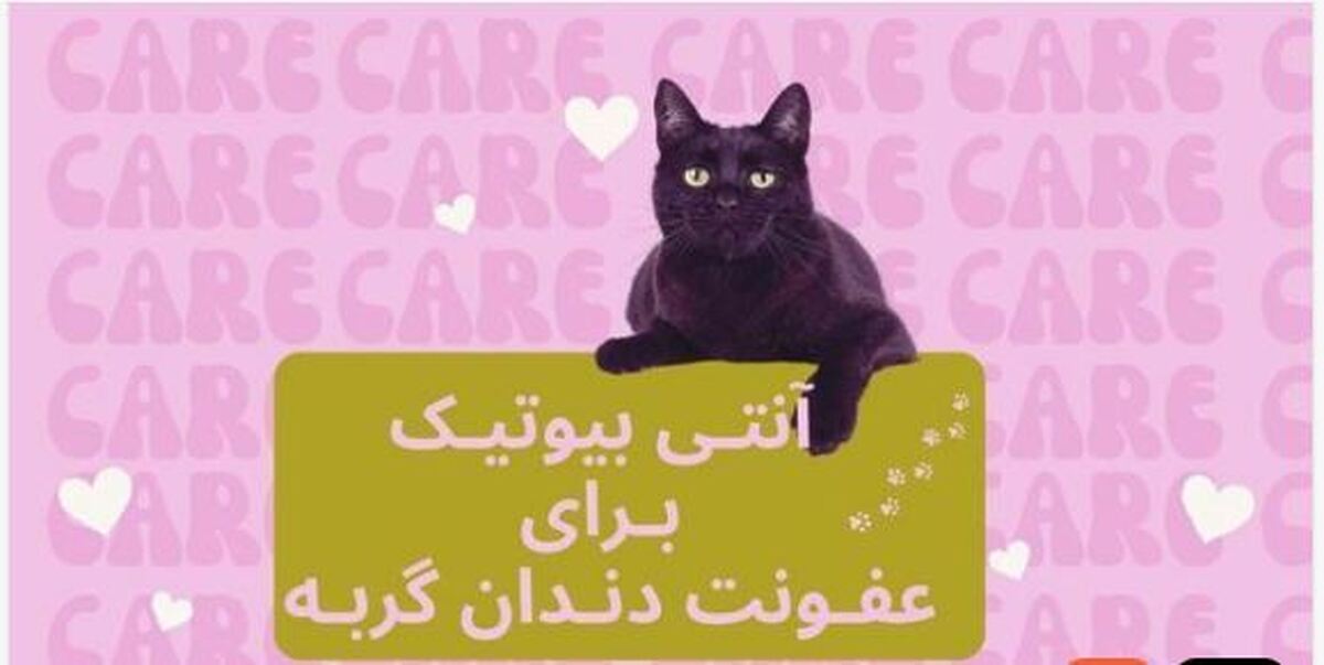 راهکار‌های درمانی عفونت دندان گربه +بررسی انواع آنتی بیوتیک‌ها