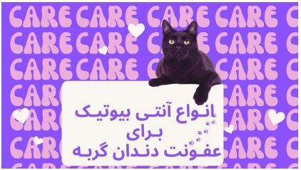راهکار‌های درمانی عفونت دندان گربه +بررسی انواع آنتی بیوتیک‌ها