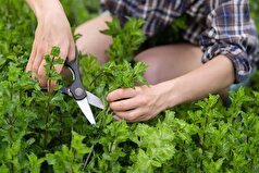 یک روش ساده برای بهبود حافظه و توجه نامگذاری شده است