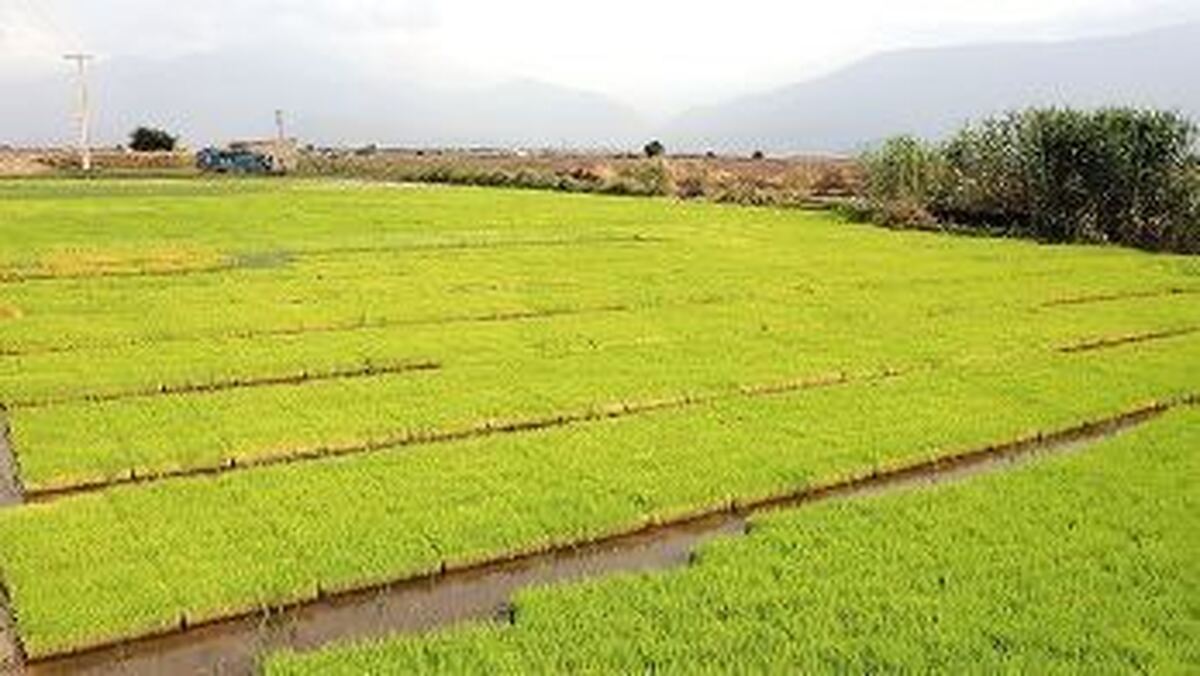 تحول در کشاورزی شاهرود با اجرای ۲ پروژه راهبردی