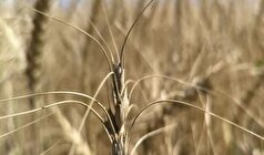 ارقام جدید گندم نان برای مناطق سردسیر رونمایی شد