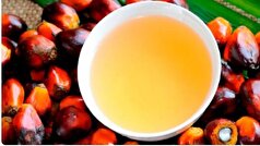نتیجه یک مطالعه؛ روغن پالم خطر بیماری‌های قلبی عروقی را افزایش نمی‌دهد