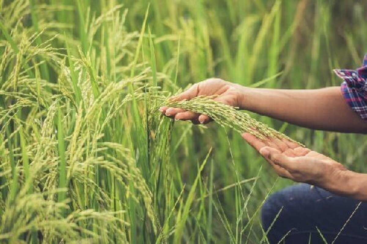 راهکار‌های مدیریت علف هرز در باغات انگور آذربایجان شرقی