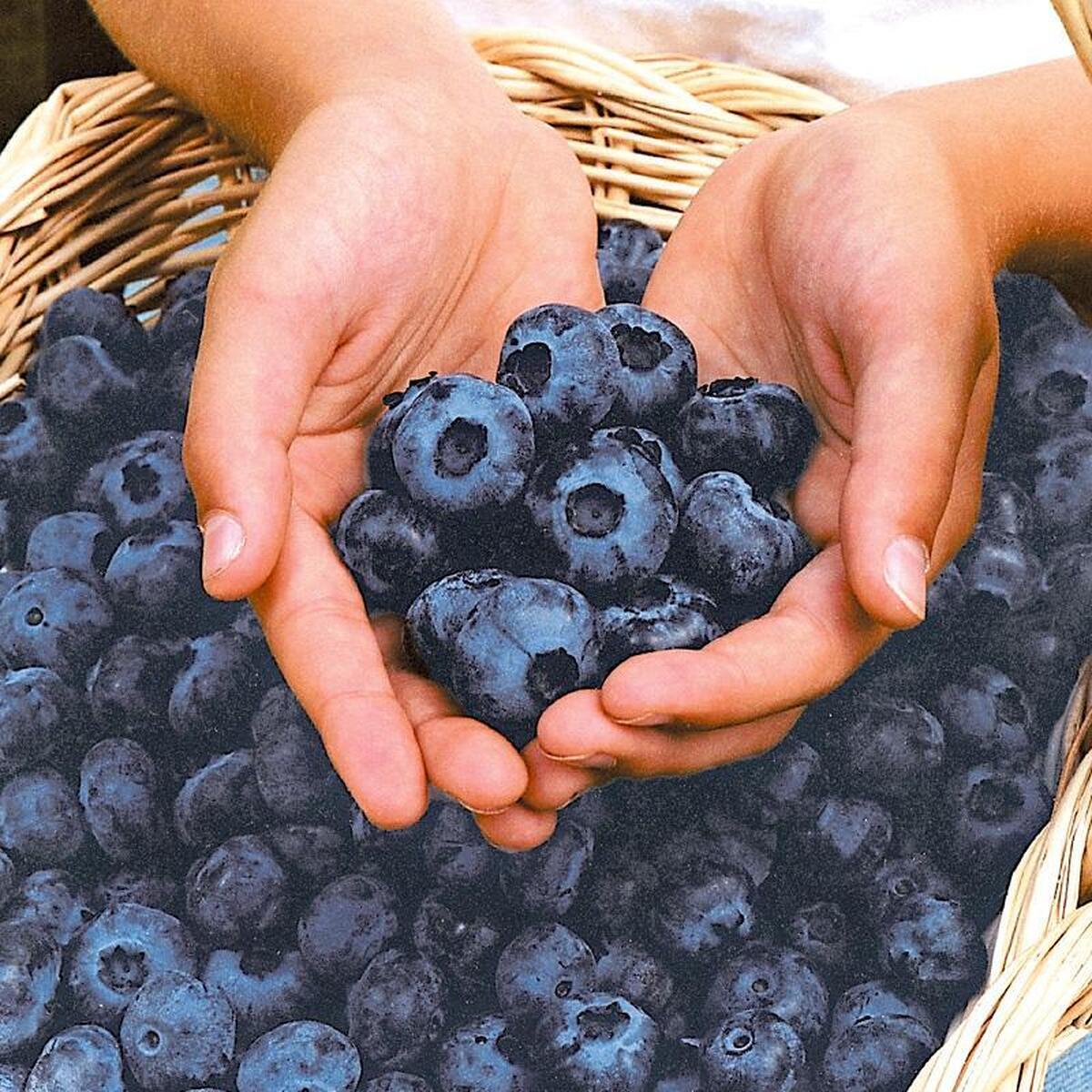 بلوبری خطر ابتلا به بیماری آلزایمر را از شما دور میکند!