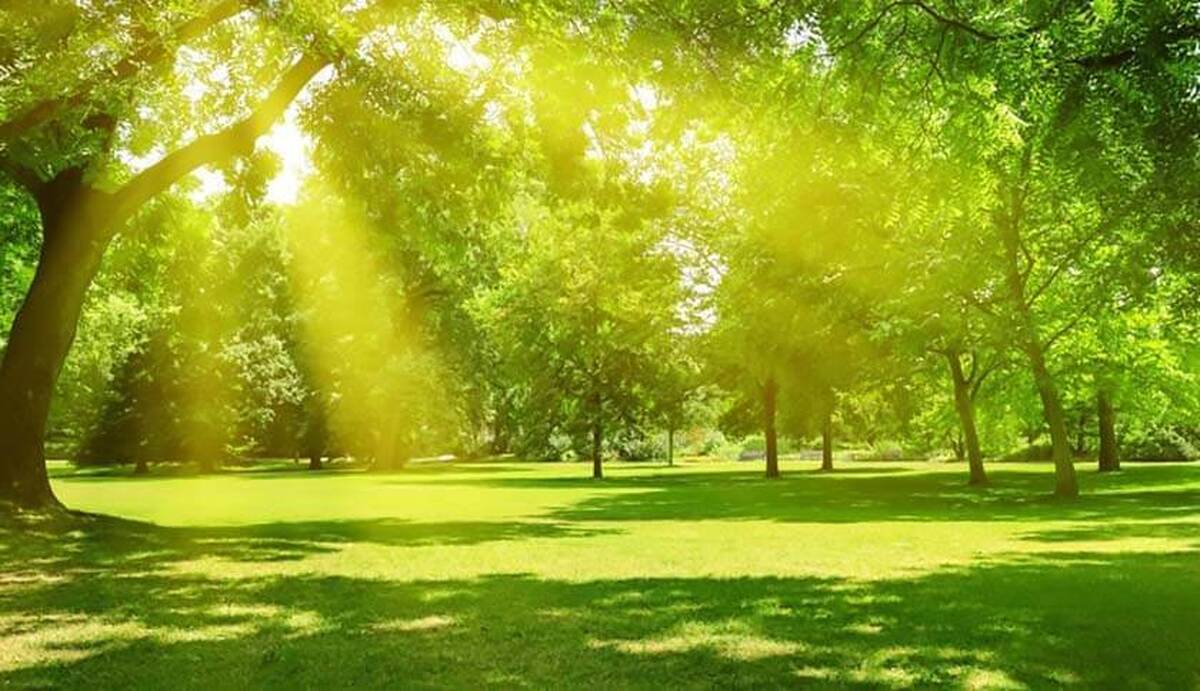 زندگی در نزدیکی پارک‌ها سلامت روان شما را بهبود میبخشد!