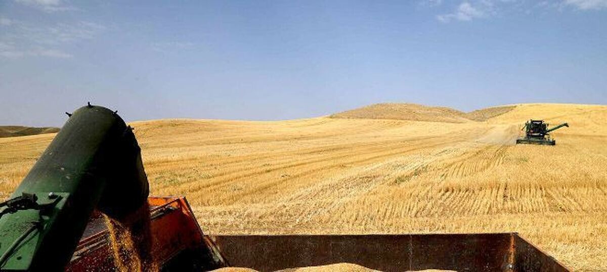مطالبات گندمکاران در حال پرداخت است