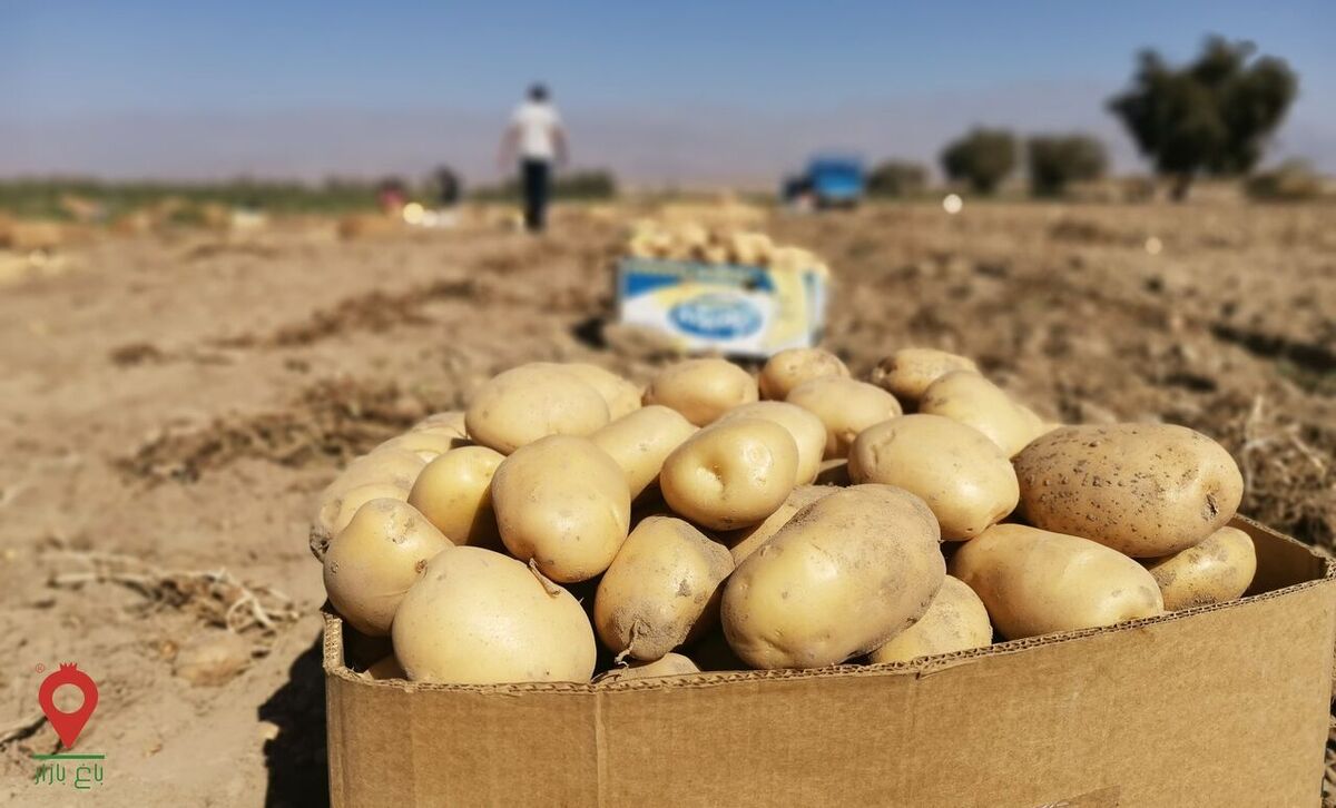 مصرف سیب زمینی برای افراد مبتلا به اختلالات قند خون بسیار مناسب است